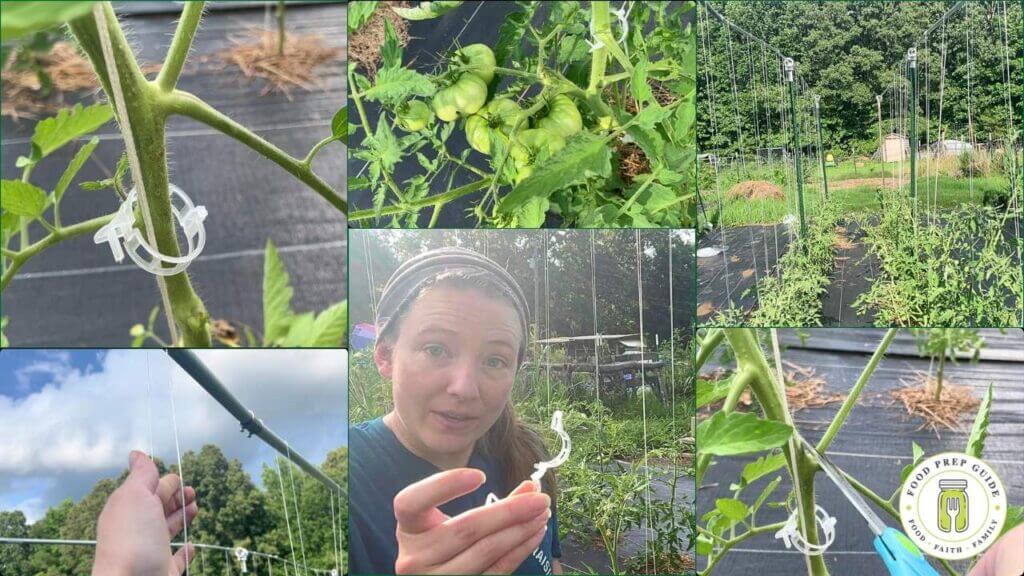 best tomato trellis