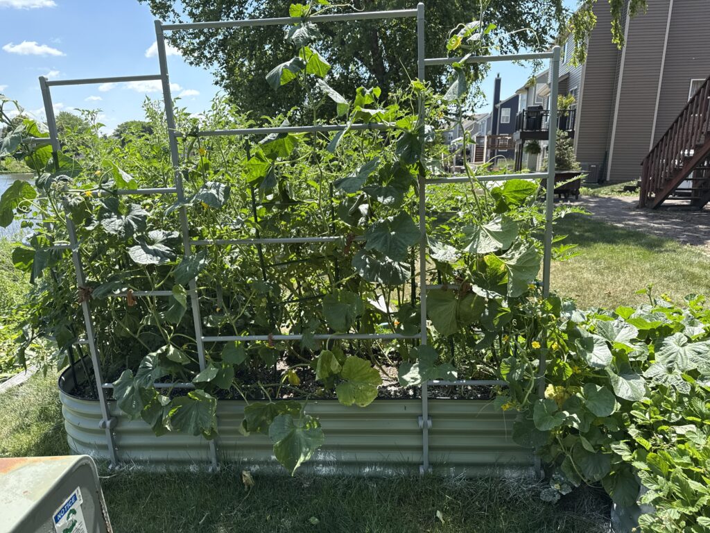 vego-raised-bed-full-growth