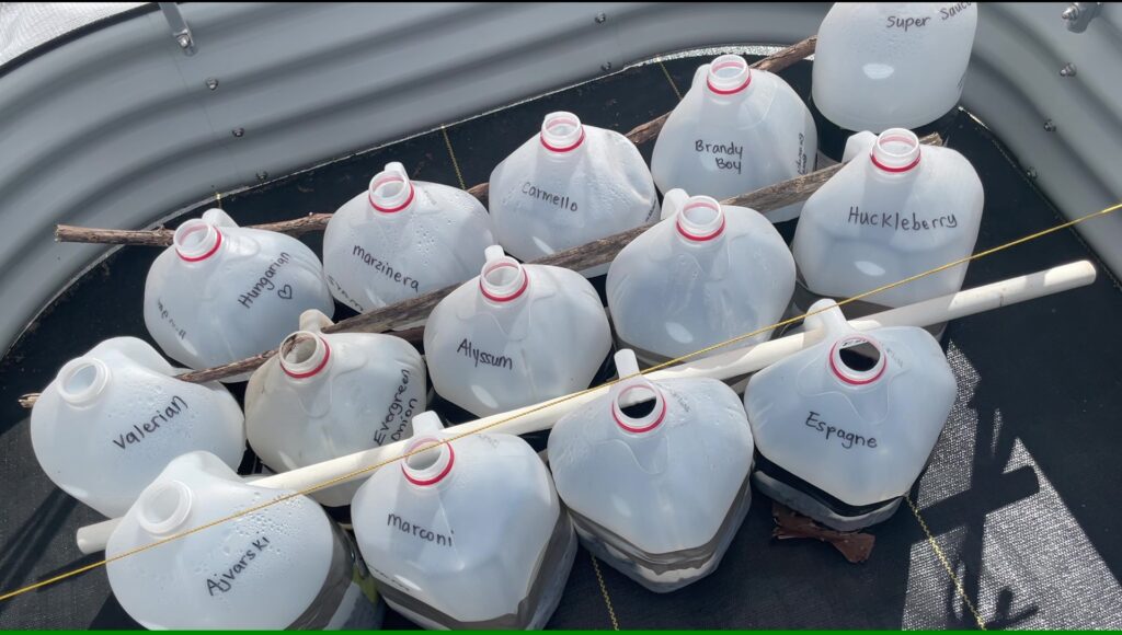 winter sowing seeds in milk jugs