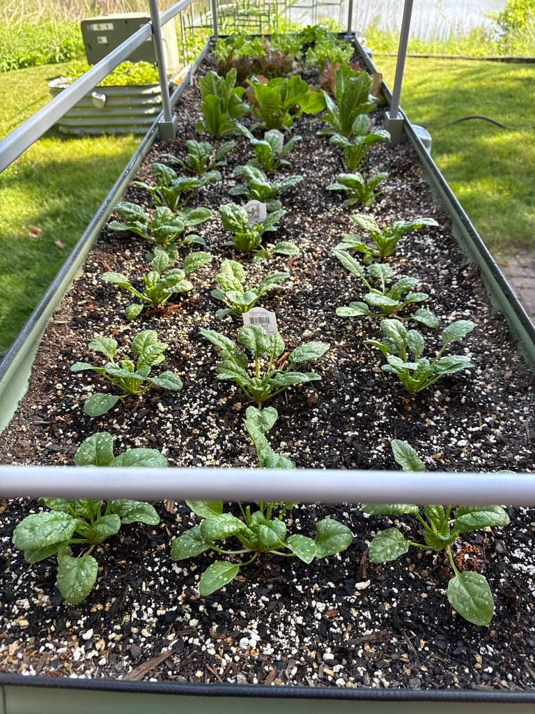 salad-greens-vego-elevated-bed