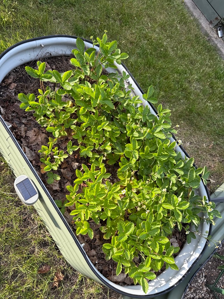 strawberries-in-vego-raised-bed