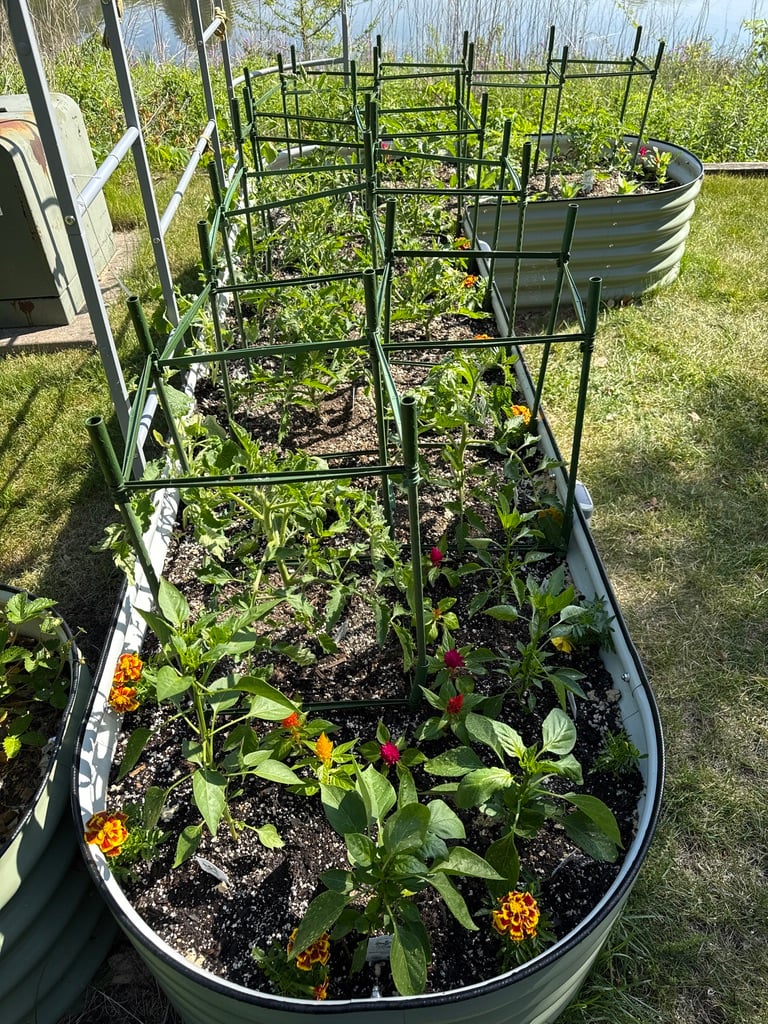 tomato-cages-in-raised-bed
